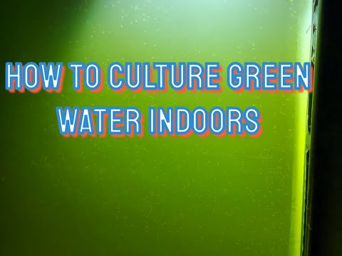 How to Culture Green water indoors for live daphnia
