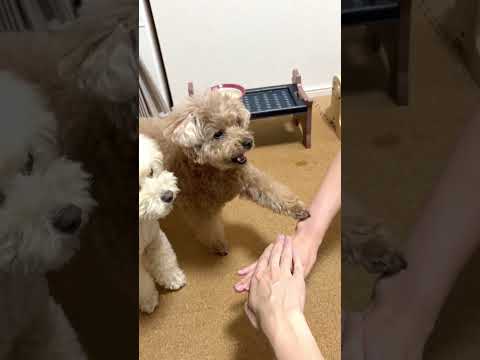 愛犬お手チャレンジ #犬 #トイプードル #かわいい #トイプードルの虎太郎三桜 #癒し #といぷーどる #こたみお