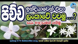 Pichcha wagawa (පිච්ච වගාව - ල