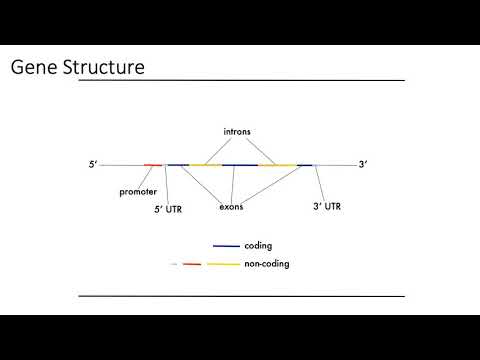 MCB 182 Lecture 1.2 - Review - Gene structure