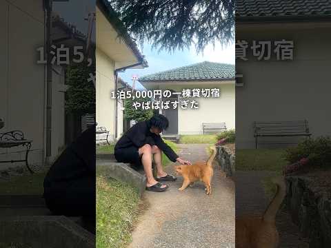 【東海旅】10匹ほどの猫様が暮らす宿、きゃわわわすぎた件😎