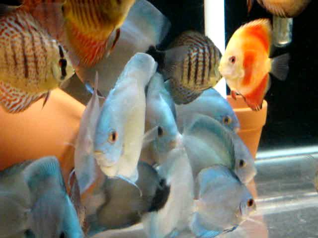 My Rare Halfmoon Blue Diamond Discus Fish