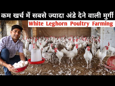 Eggworld white poultry fresh eggs for mess, packaging type: ...