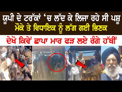 Cattle being carried in UP's truck, MLA conducted raid and caught Red Handed..Check out video