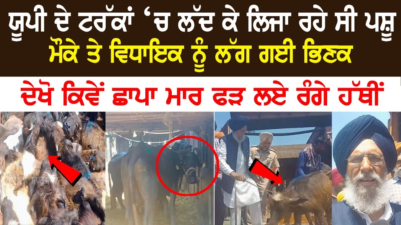 Cattle being carried in UP's truck, MLA conducted raid and caught Red Handed..Check out video