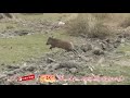 SHEAKAR MUSTAFA KHAR HUNTING SHEAKAR NAZDEEK SINRAWA 9 2 2020