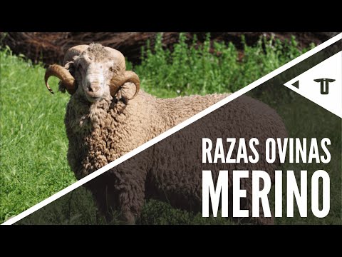 , title : 'Merino | Razas ovinas'