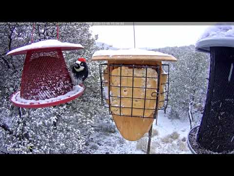 Wintry West Texas Snowstorm Brings the Birds Supercut! December 30, 2020