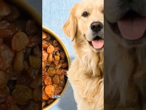 🍇🚫 Raisins & Grapes_ Toxic Foods for Dogs! Keep Your Pup Safe 🐶🛑 #DogSafety #GrapeToxicity