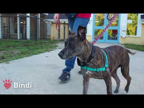 *Adopted* Meet Bindi!