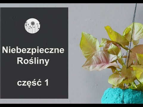 , title : 'Niebezpieczne rośliny domowe  ! Część 1'