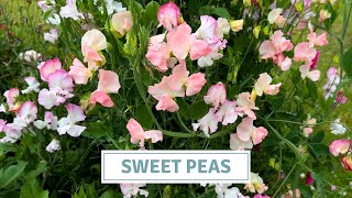 How to Grow Sweet Peas for a Summer Wedding // Cottoverdi