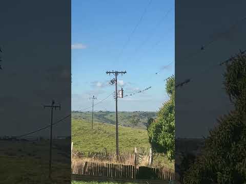 Estrada Vitória do Alegre, interior de Mandaguarí PR#nortedopa #nortedoparana #mandaguari