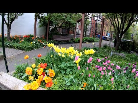 ⁴ᴷ⁶⁰ Walking NYC : 89th Street from Riverside Drive to Central Park Reservoir (April 28, 2019)