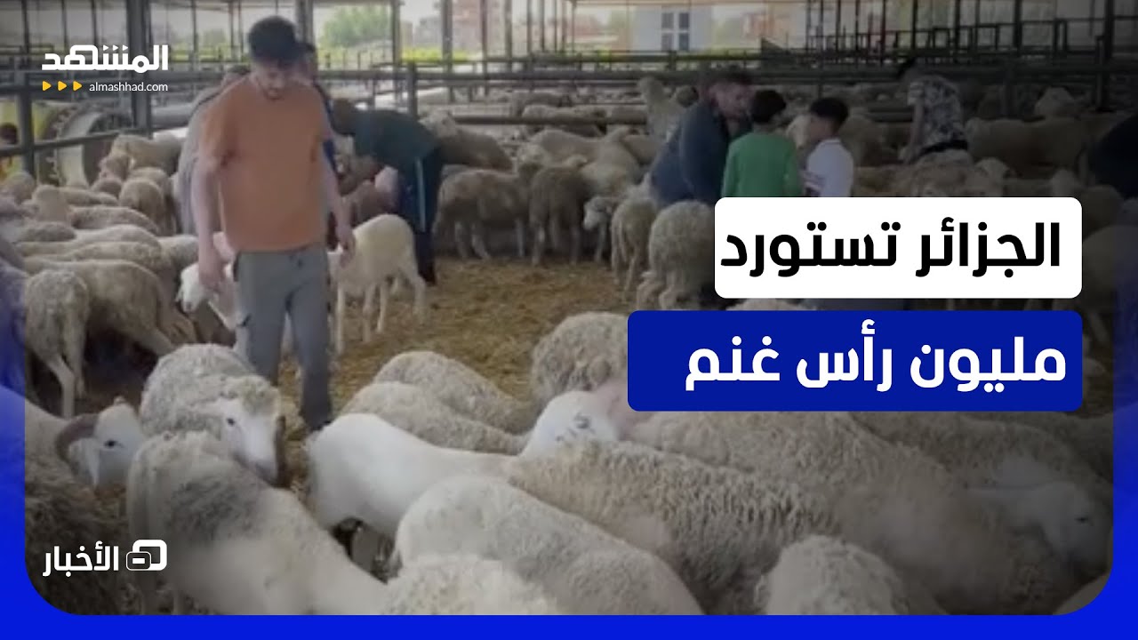 الجزائر.. إقبال واسع على مواقع بيع الأضاحي المستوردة  - نشرة اليوم