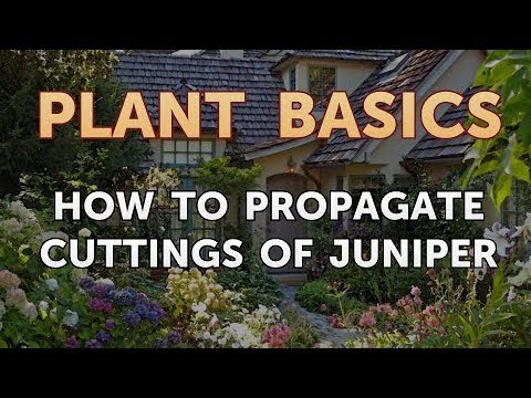 How to Dry an Overwatered Plant