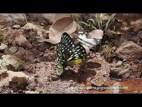 モンベイギミヤマシロチョウ　Aporia monbeigi