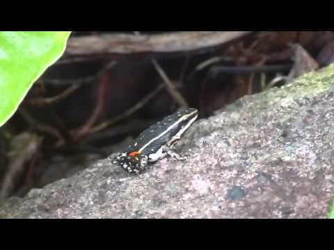 Ameerega parvulaについて詳しく解説