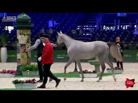 N.14 ASAYEL KAYZRAN - Paris 2017 - Yearling Fillies (Class CM1B)