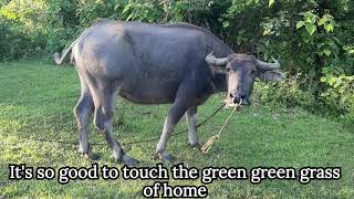 Green Green Grass of Home Lyrics - Kenny Rogers Version