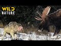 HARSH ALASKA The Survival Struggle Of Wildlife Animal Documentary