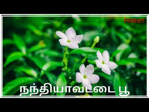 flowers names Official video (Supriyo Tamil Official)