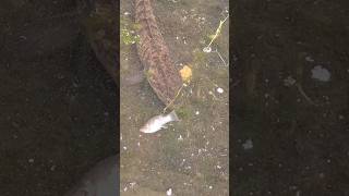 Download lagu Mancing gabus babon umpan ikan mp3 Download lagu Mancing gabus babon umpan ikan mp3