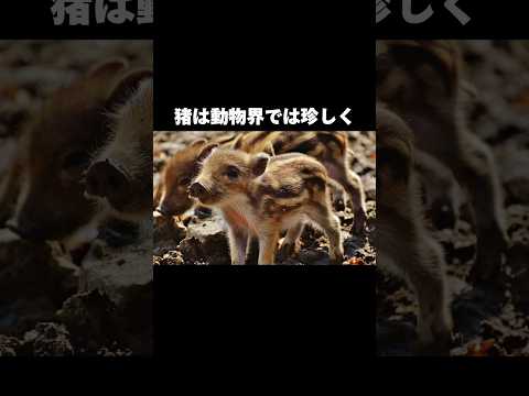 性格はイノシシの母性を形作る