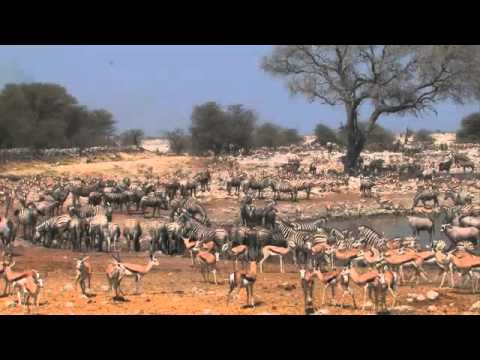 Namibia safari highlights (Skeleton Coas