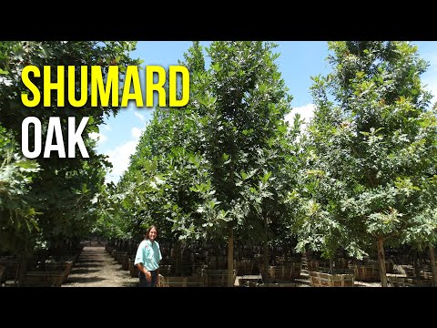 image-How big does a Shumard Oak tree get?