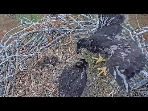 SWFL | E19 & E20 showing each other wings | 08.02.2022