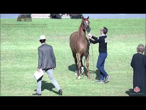 N.103 ENCARINA - 2020 PSAIAHF Al Khalediah Show - Fillies 3 Years Old (Class 3)