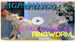 GAMOT SA RINGWORM | PAANO GAMUTIN ANG RINGWORM NG PUSA  #Ringworm #cat #madredecacao