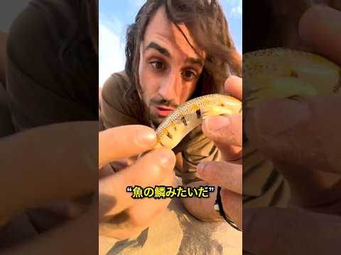 砂漠の動物 - それらとその特徴