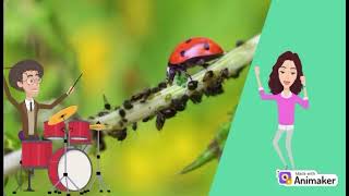 Orden Homoptera