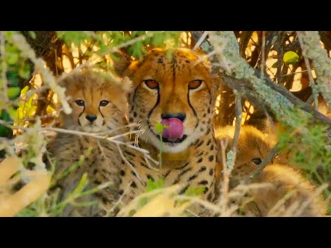 Cheetahs Enter Stealth Mode | ﻿ The Cheetah Family & Me | BBC Earth