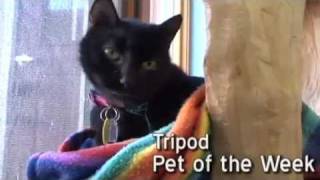 preview picture of video 'Pet of the Week: Tripod [7-year-old feline]'