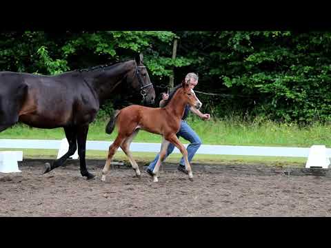 Nr. 30 Hengst von Cordess-Stolzenberg-Calypso II