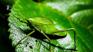 AMAZON JUNGLE. TOUR MANU NATIONAL PARK. PERU