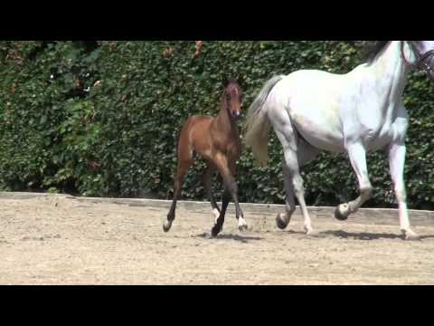 Hengstfohlen v. Clarimo - Calido I - Capitol I