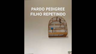 PARDO PEDIGREE FILHO 086 