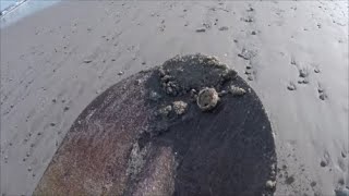 Beach Metal Detecting Elephant rings on the beach