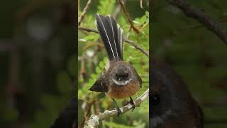 Download lagu Burung Fantail Selandia Baru yang lucu #burung #alam #burung lucu mp3