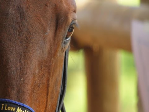 Equine Management and Care - TvAgro by Juan Gonzalo Angel