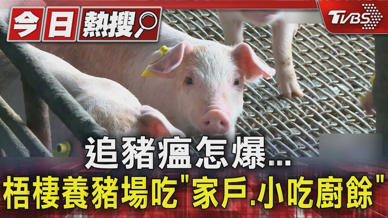 追非洲豬瘟怎爆? 台中梧棲養豬場吃「家戶、小吃廚餘」