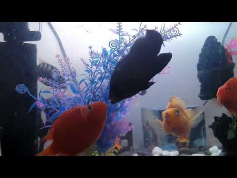 Fish Fight Scene - Oscar vs Big Parrot Fish Fight - Terettorial Violence Yú - Terrific