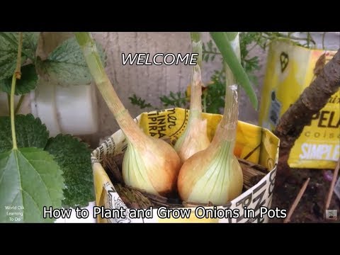 download lagu mp3 mp4 How To Grow Onions In A Pot, download lagu How To Grow Onions In A Pot gratis, unduh video klip How To Grow Onions In A Pot