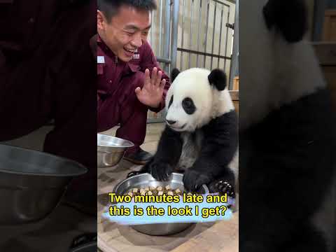 Raising the Sassiest Baby Panda Gungun--甘えん坊パンダ「ゴンゴン」の日常🐼-애교쟁이 아기 판다 '군군'의 일상 🐼 #panda #