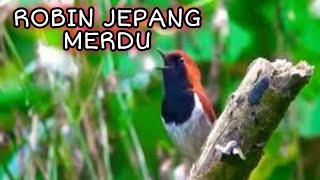 Download lagu SUARA BURUNG ROBIN JEPANG SUARA MERDU BAGUS BUAT MASTERAN_ @sultanakbar mp3