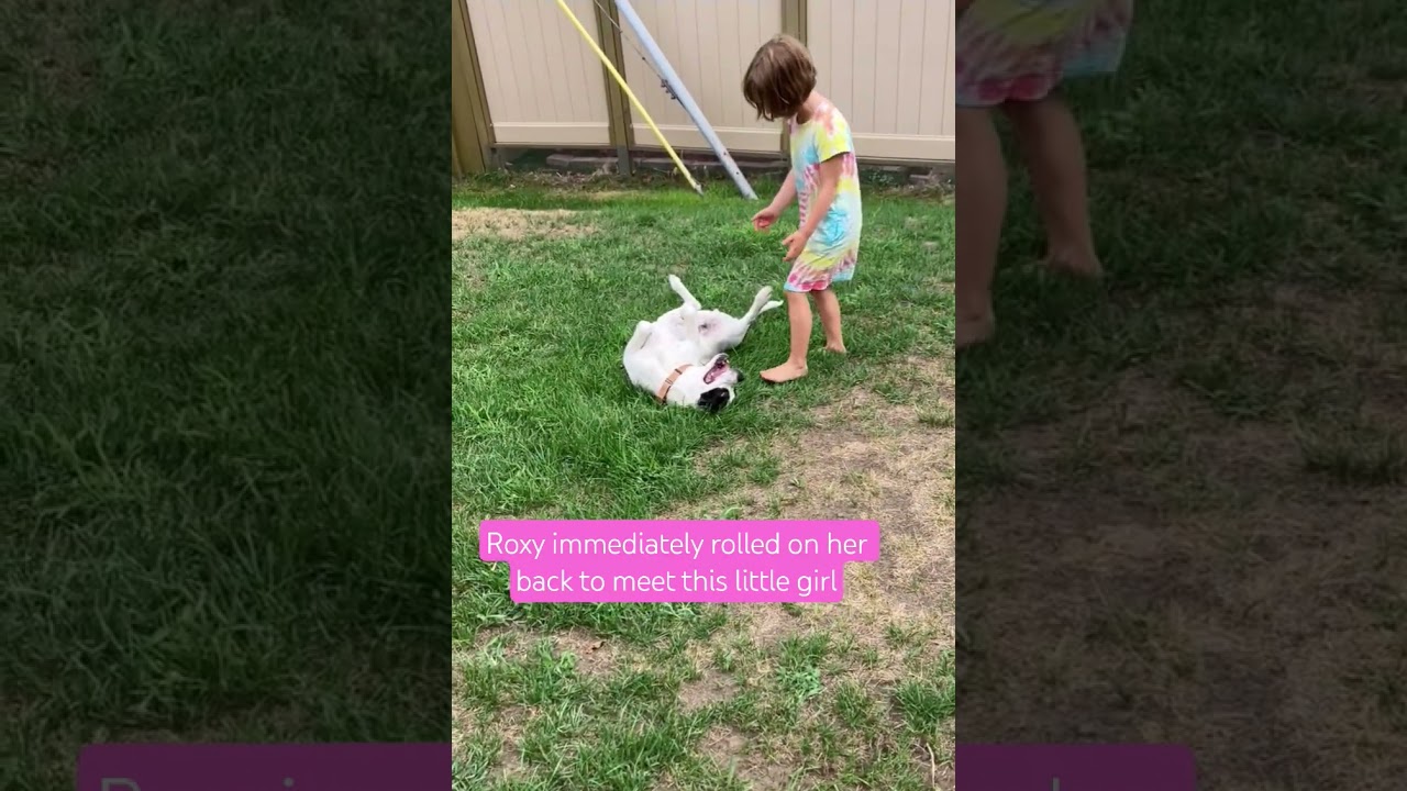 Enlarge Roxy, a Adoptable mixed breed in Evergreen, CO video 4/6